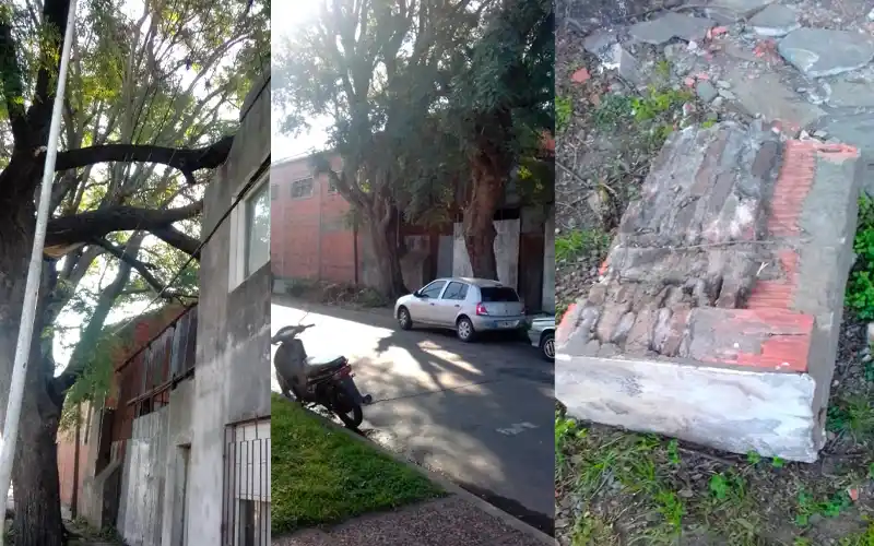 Vecinos de General Pueyrredón al 700 piden que se retiren dos árboles “a punto de caerse”