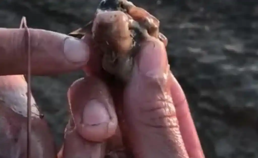 El nuevo menú de los bagres: roedores que huyen de los incendios en las islas