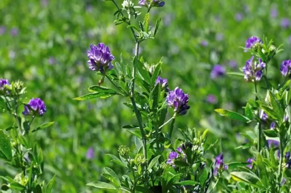 De la alfalfa al queso, buscan superar deficiencias alimenticias de selenio