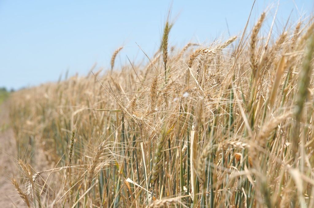 Por temor a un aumento de las retenciones, los productores aceleran las ventas de trigo