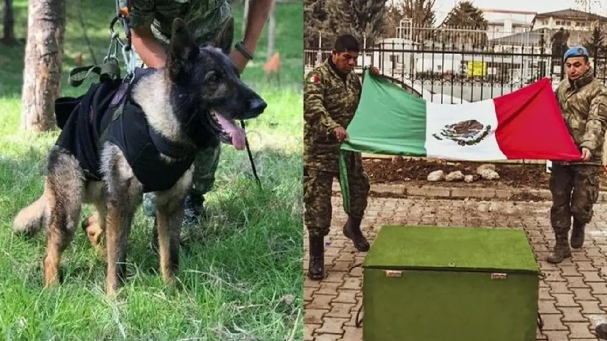 RETORNA UN HÉROE: ya están en México los restos de Proteo, el perrito rescatista que dio su vida en Turquía