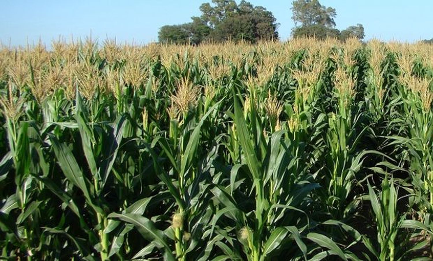 Misiones | Desarrollan un maíz que resiste al clima