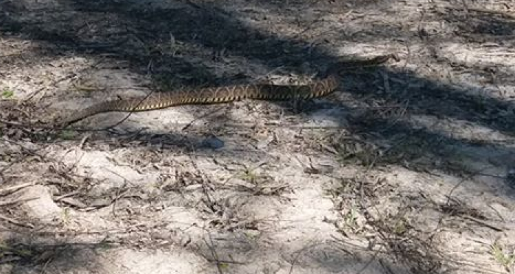 Creciente: ¿cómo prevenir un encuentro con una serpiente?