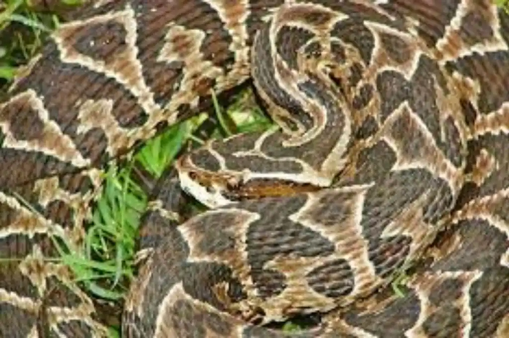 Por los incendios aparecieron serpientes en el casco urbano