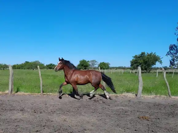 Bono contribución a beneficio de Bomberos Voluntarios de Villaguay