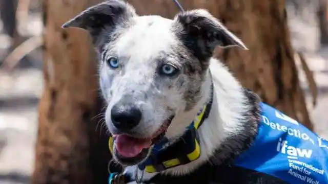Este es Bear: El perrito que rescata a koalas en Australia