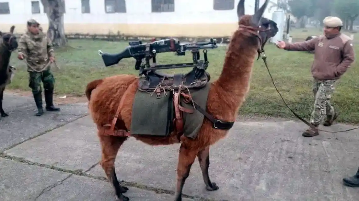 Jujuy entregó al Ejército 20 "llamas-metralletas" y explotaron las redes sociales
