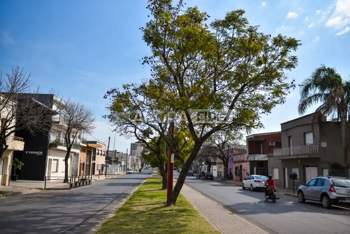 árboles luis n palma - 1