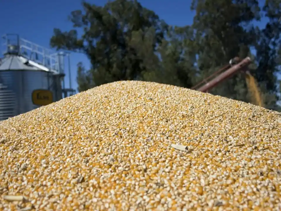 Sube 82% la liquidación de divisas del complejo oleaginoso-cerealero