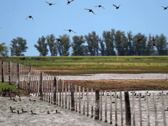 Lluvias históricas generan pérdidas millonarias y paralizan la producción en campos bonaerenses