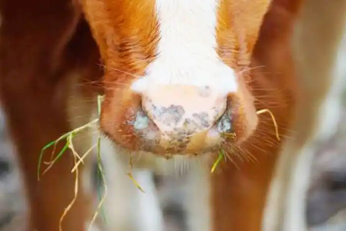 Científicos argentinos desarrollan avances para  dar pelea a la brucelosis