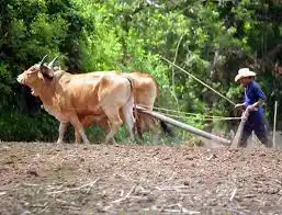 EL CAMPO EN RUINAS: en 70% cayó en 2020 la producción agrícola y ganadera