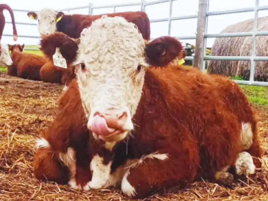 Ensayo en 70 toritos Hereford mide producción y emisiones en bovinos