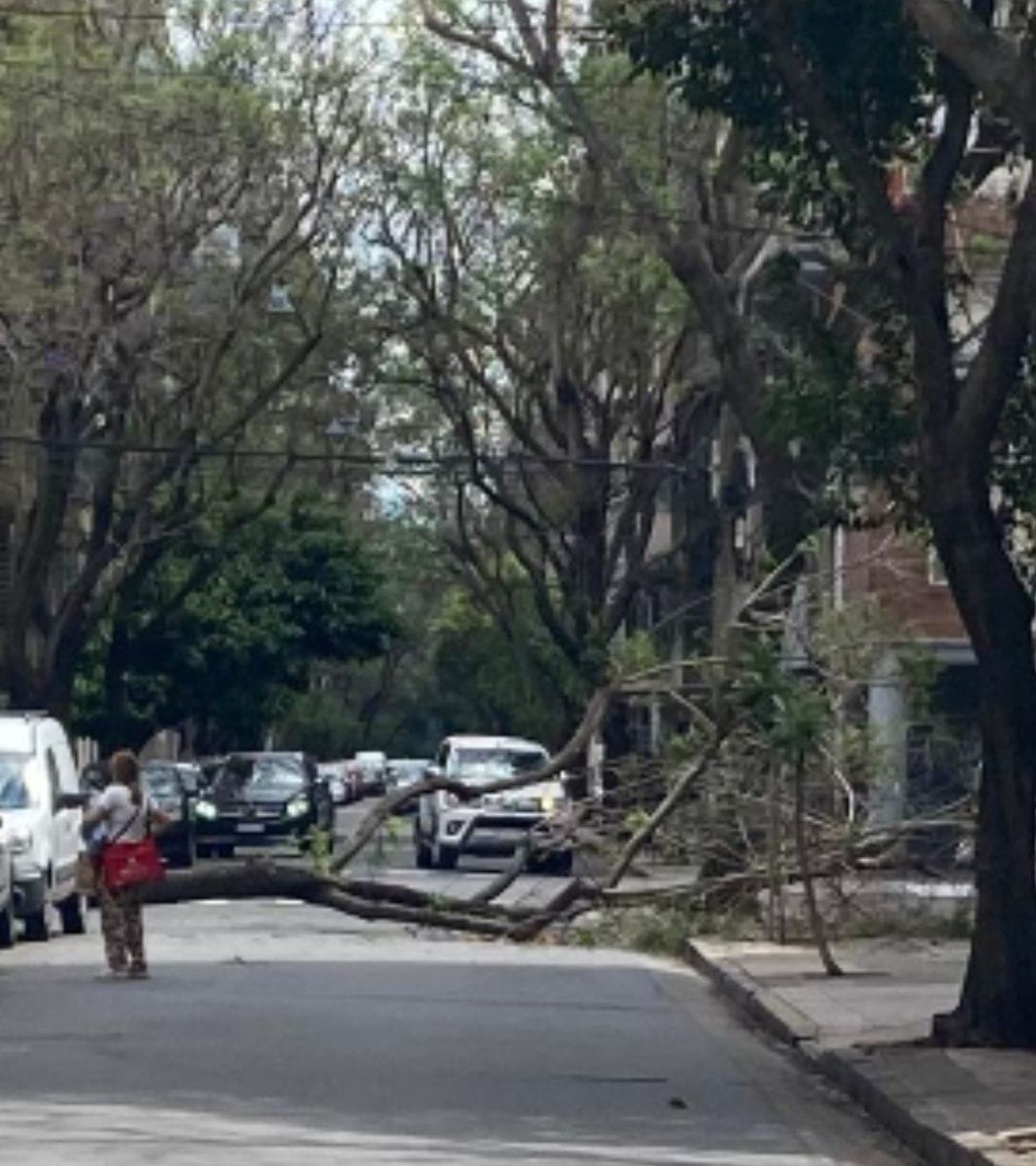 Un árbol se desplomó sobre la calle en el centro de Rosario producto de los fuertes vientos