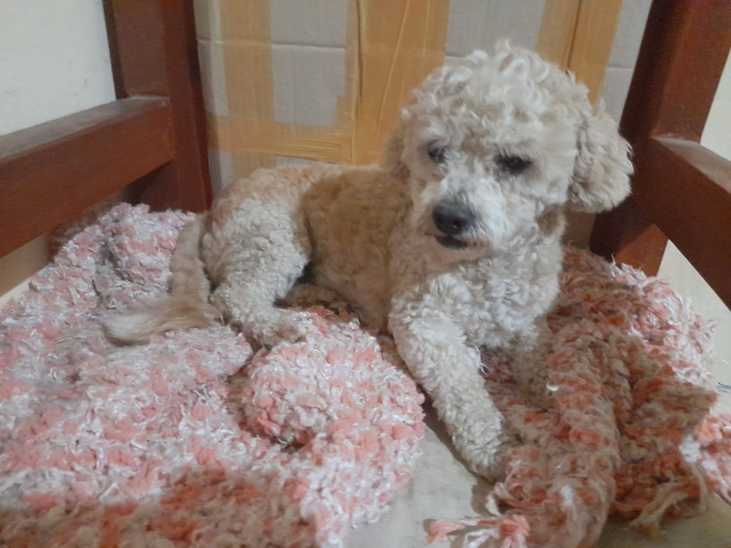 Esta mascota está perdida pero al cuidado de una vecina para ser devuelta a su dueño.