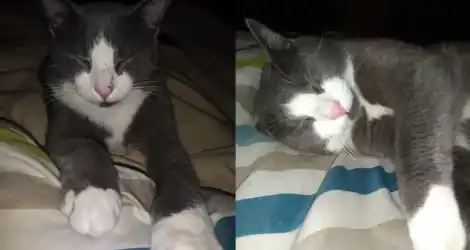 Buscan a Tom