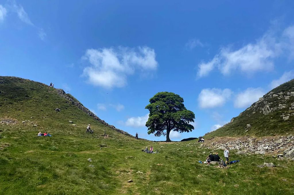 El icónico arbol de Robin Hood