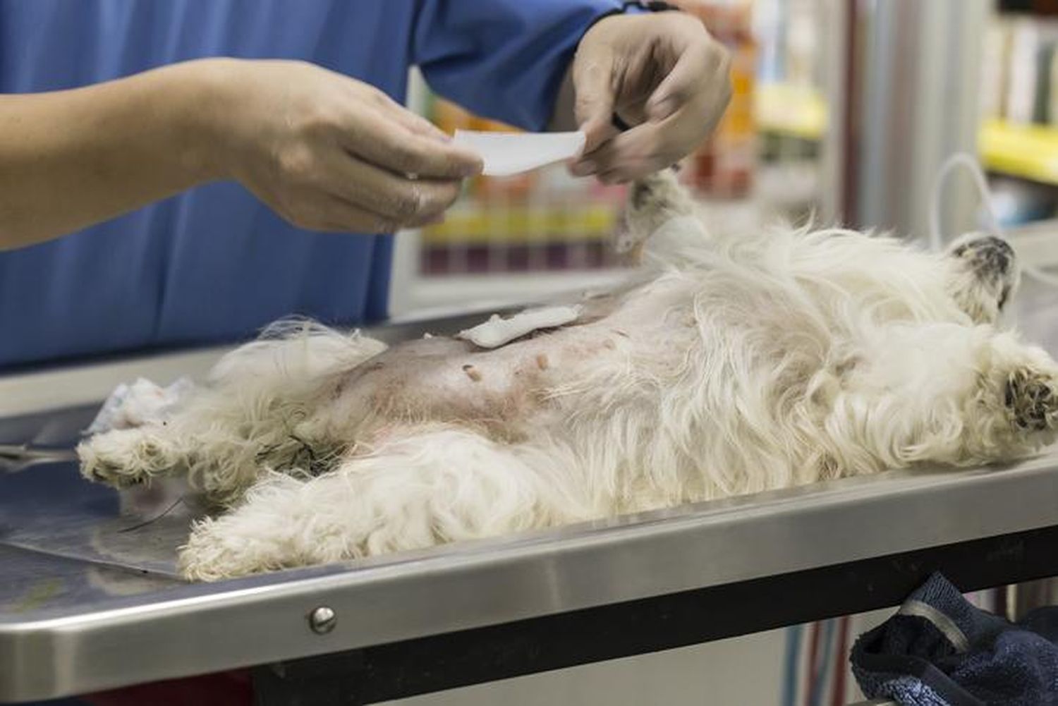 Bonpland: Aprobaron castraciones masivas de perros y gatos