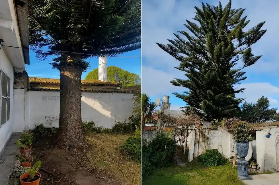 La araucaria de la discordia: un fallo abrió el debate sobre la responsabilidad sobre los árboles.
