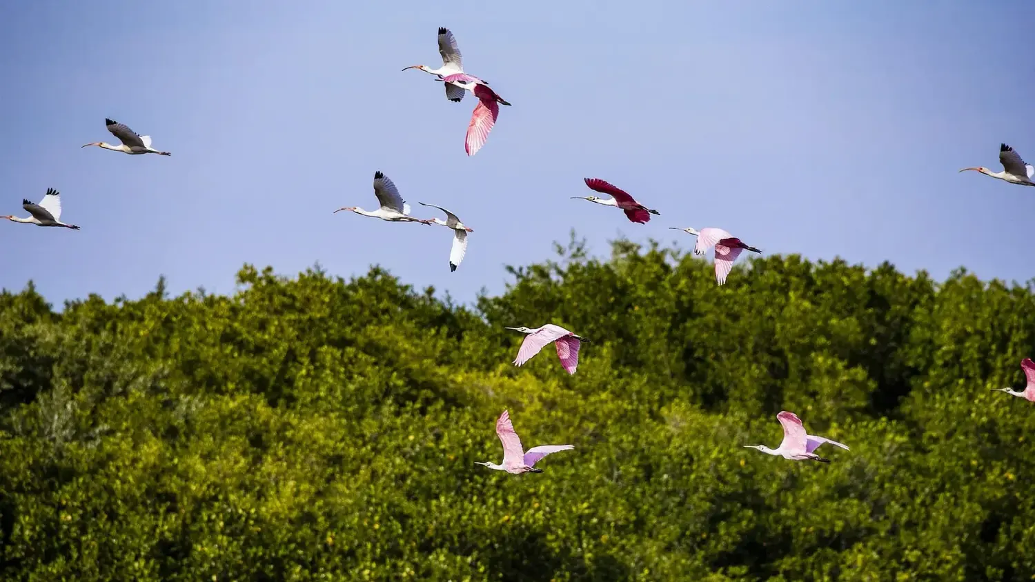 De las aves a la salud cognitiva: cómo un hábito que parece simple terminó transformándose en terapia para la demencia