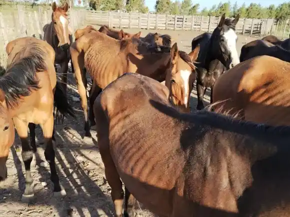 Por maltratar a seis caballos en un paraje de Pringles, fue condenado a prisión