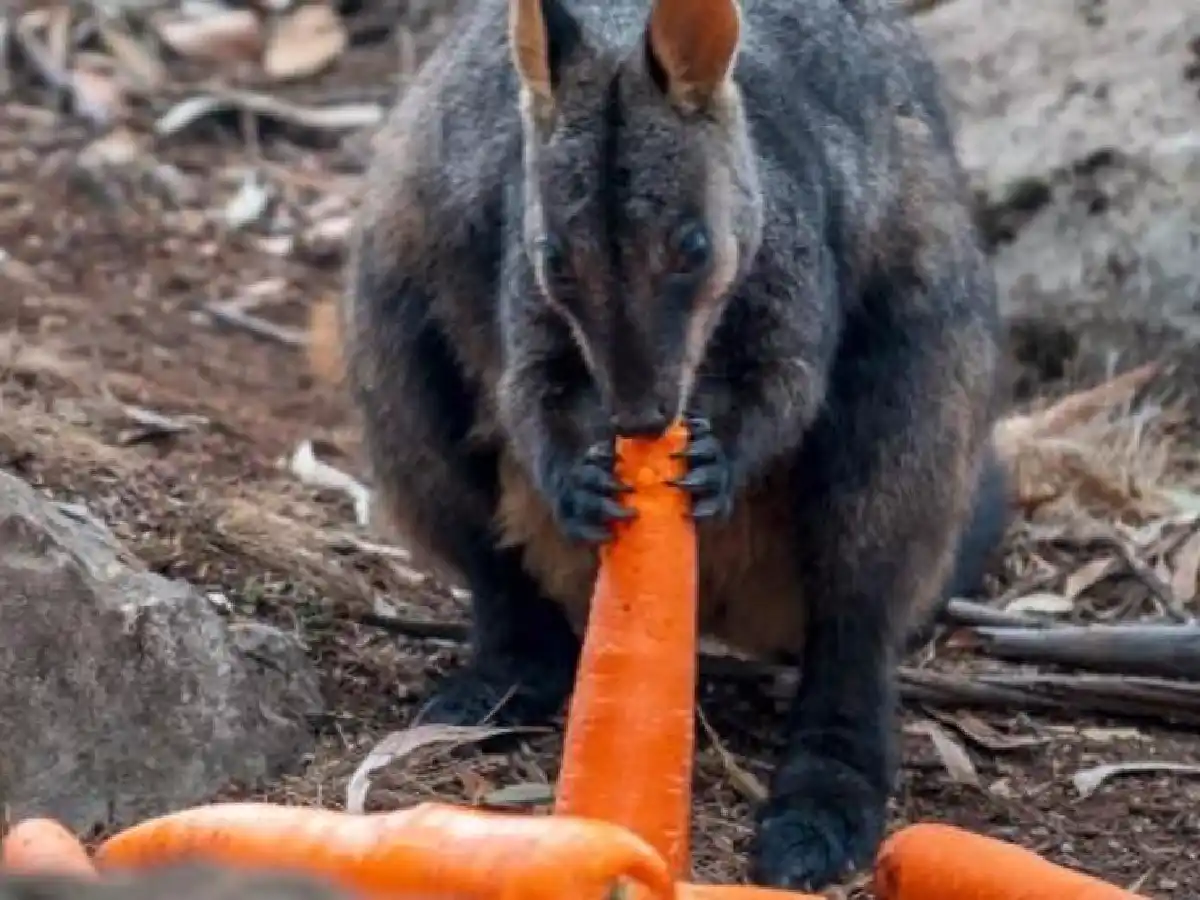 Australia lanza desde helicópteros alimentos para animales sobrevivientes 