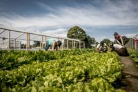 Se realizará este miércoles el primer "verdurazo agroecológico" en Tandil