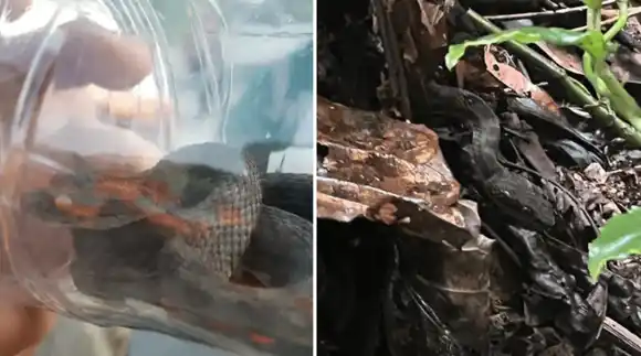 Rescatan a una serpiente venenosa que estaba atrapada dentro de una botella