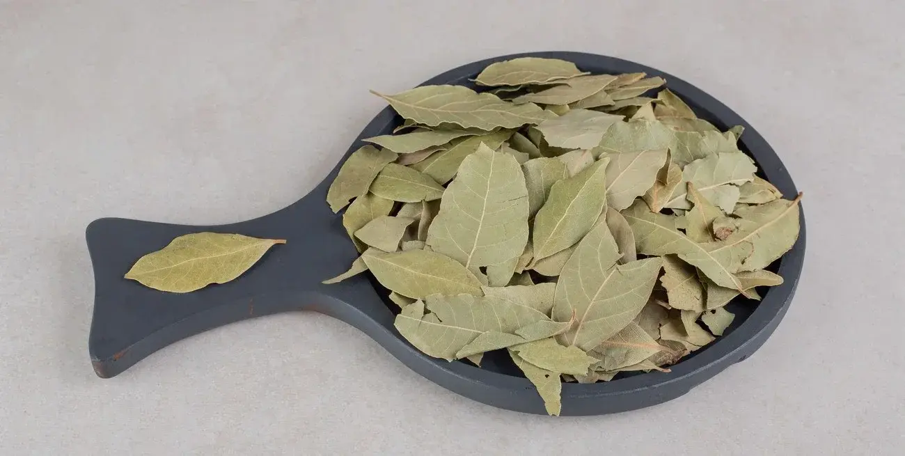 Ritual de tres pasos con laurel para atraer abundancia y cómo realizarlo