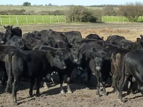 Suben los precios de la carne: menos oferta de ganado impacta en el mercado