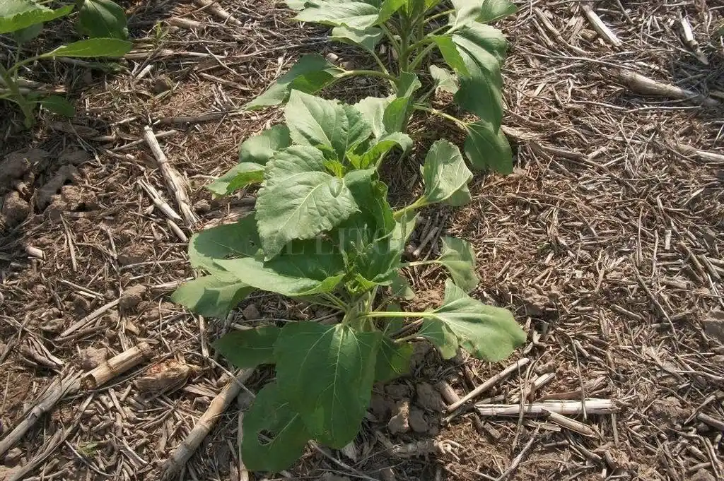 A pesar del nuevo escenario económico, se mantienen las intenciones de siembra