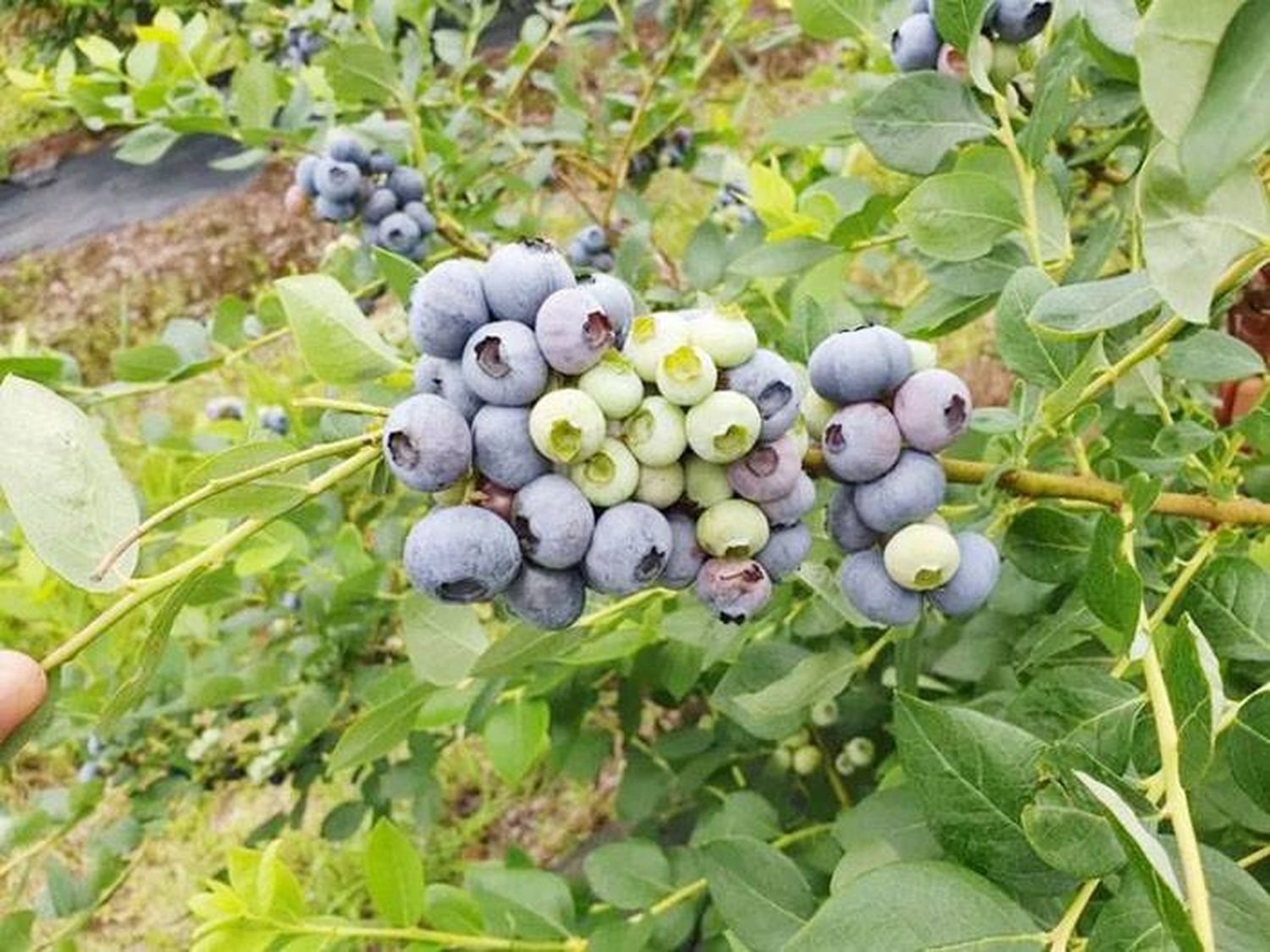 Alerta por la presencia de mosca de alas manchadas  en arándanos