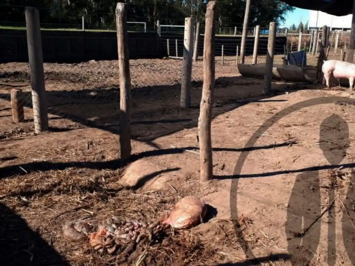 Arroyito: Ladrones se comieron la oveja que criaban los estudiantes en el secundario