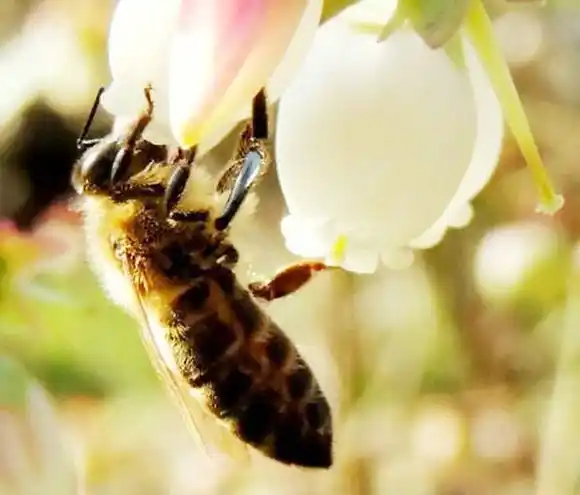 La polinización de arándano con abejas, tema de una  publicación científica