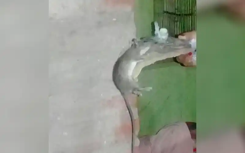 Reclamo por ratones en Javier Rivero y Riobamba