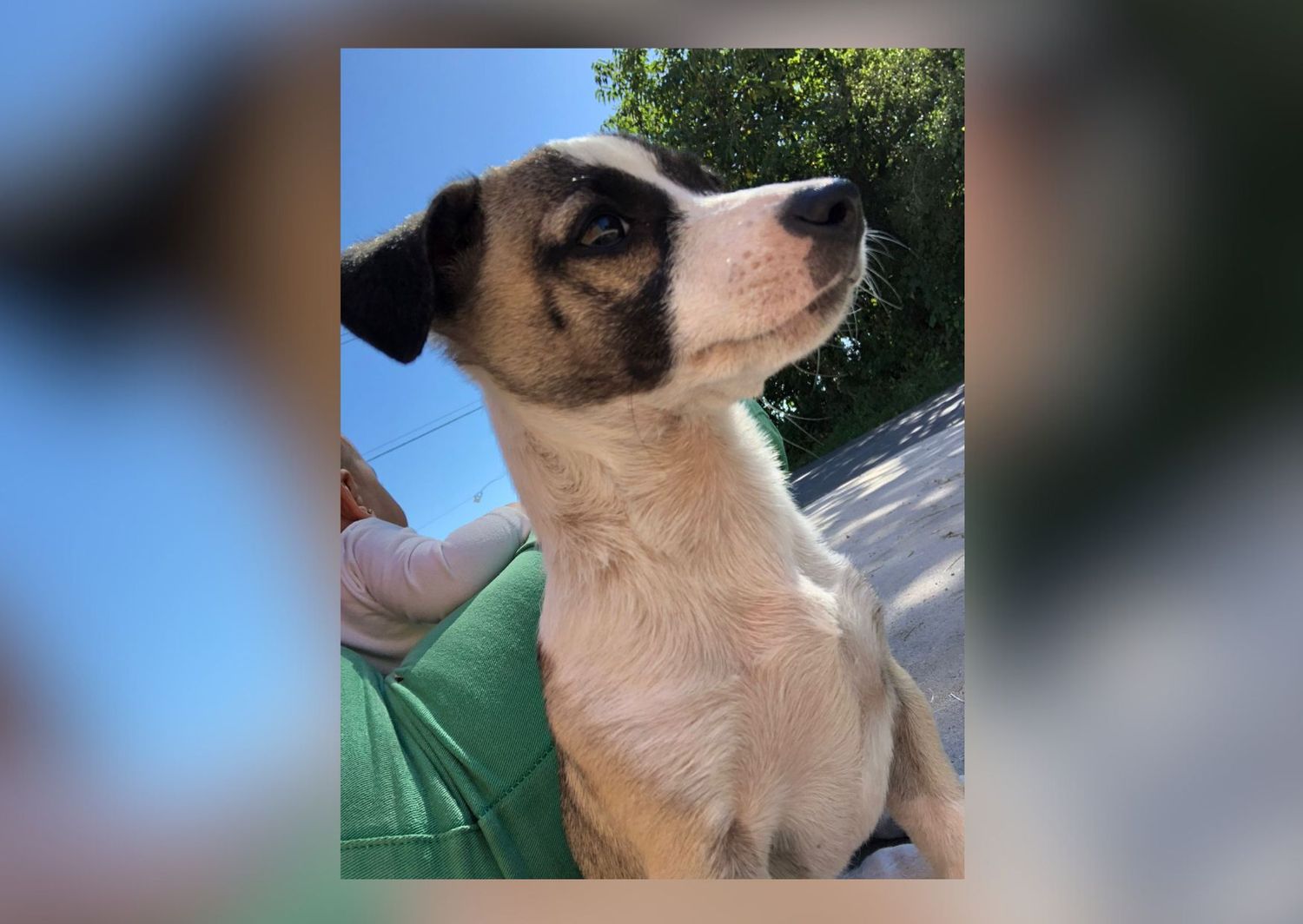 Perro perdido: dueños buscan a Vaquita