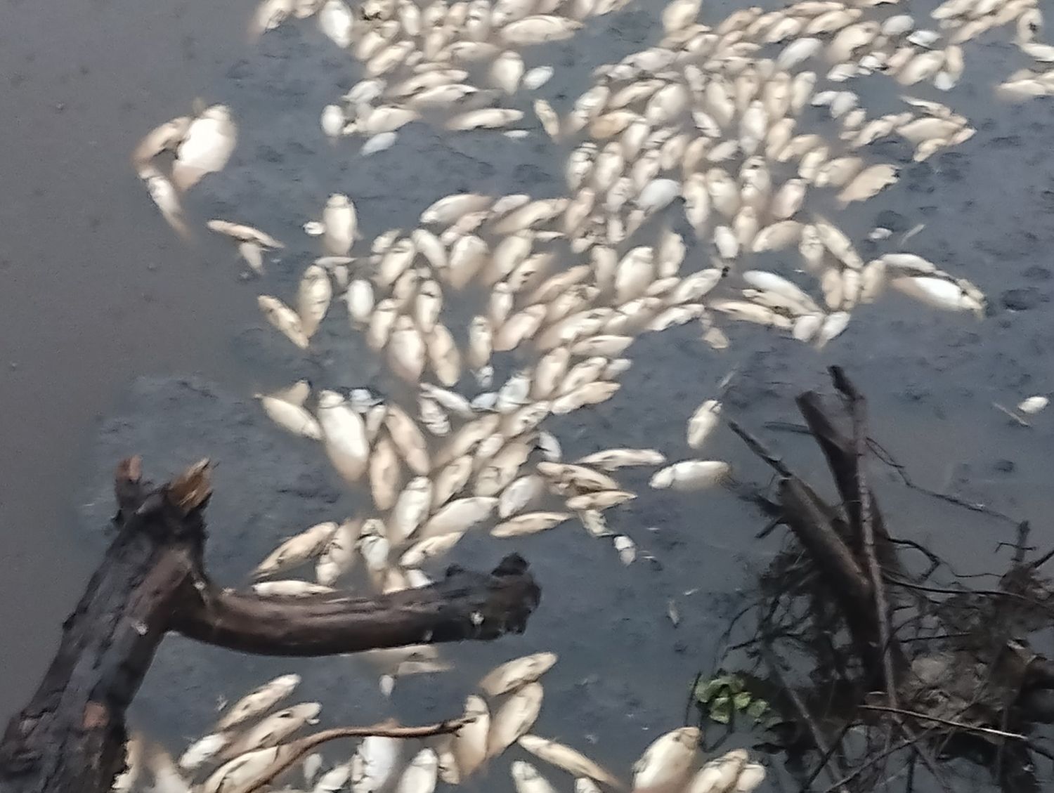 Preocupa la mortandad de peces en el arroyo El Rey