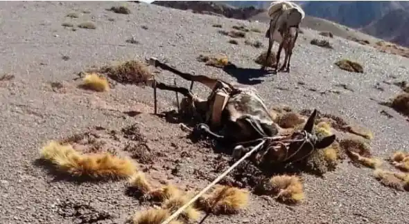Denuncian negocio millonario a costa de maltrato animal en el Cerro Aconcagua