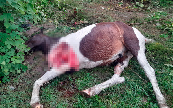 Apareció un caballo muerto en Fray del Pozo y Pueyrredón