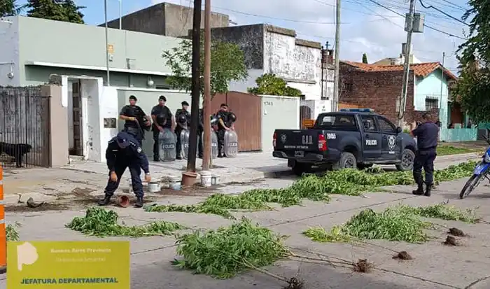 Desbarataron otro vivero de marihuana en una casa