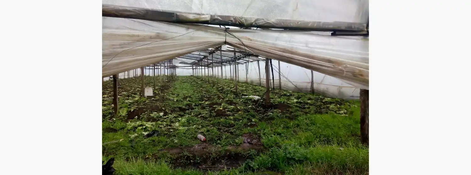 La tormenta provocó daños "críticos" para los productores locales