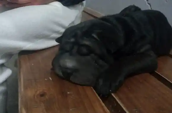 Final feliz: le robaron su perro, lo vendieron, pero lo pudo recuperar