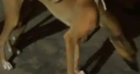 Se perdió Ballo