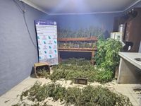 Secuestraron 30kg de marihuana en Colón al 1500
