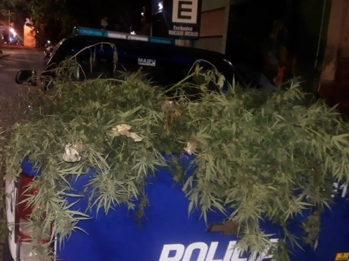 Intentaban robar plantas de marihuana y fueron detenidos   