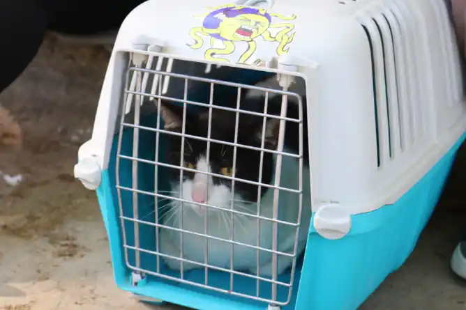 El próximo lunes en el Fuerte “San Juan Bautista” continúa la campaña de castraciones para pequeños animales