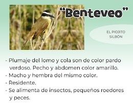 benteveo