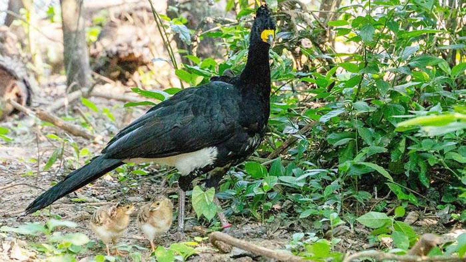 Después de 50 años de  extinción, el muitú vuelve  a los bosques de Iberá