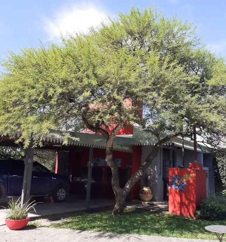 La poda correcta exhibe árboles bien formados y equilibrados