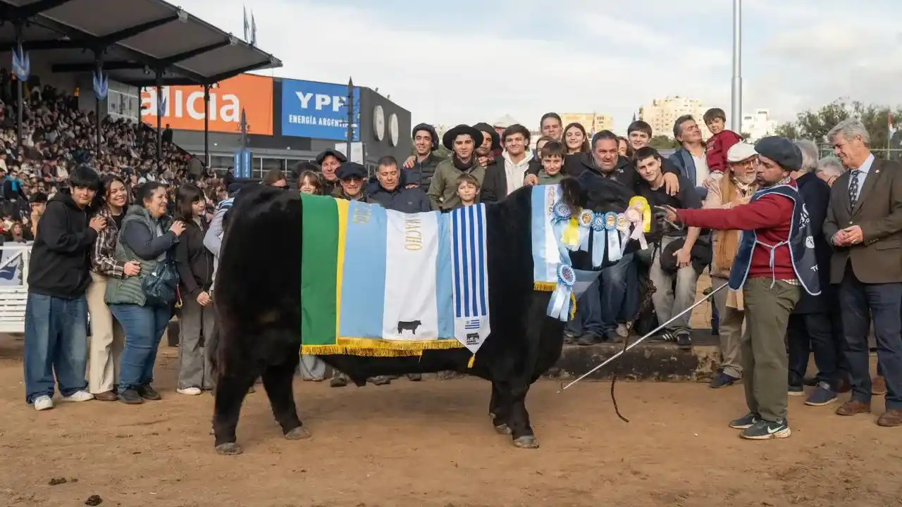 Ganador. Gran Campeón de la Expo Rural de Palermo Aberdeen Angus